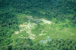 Report: Extractive Industries Impact Almost One Million Square Kilometers of Pristine Forests